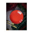 Тарелка глубокая Porland Seasons Red, 26 см